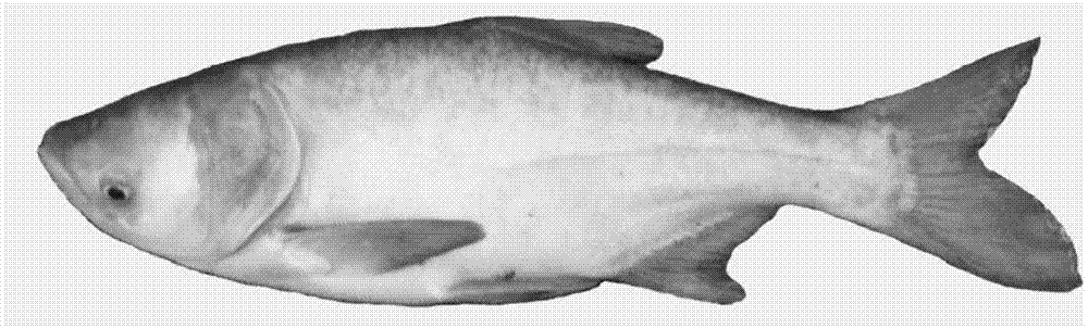 Method for cultivating pure aristichthys nobilis red.var groups