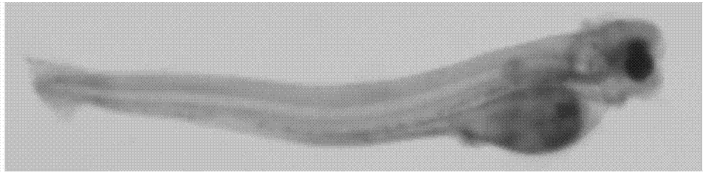 Method for cultivating pure aristichthys nobilis red.var groups