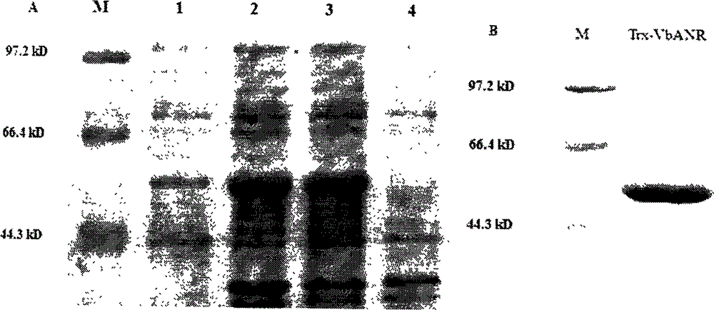 Vitis bellula anthocyanidin reductase gene, protein coded by same and application of vitis bellula anthocyanidin reductase gene