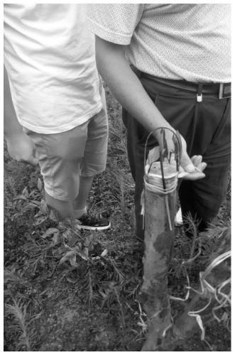 Cultivation technique of safflower camellia oleifera by chopping off anvil