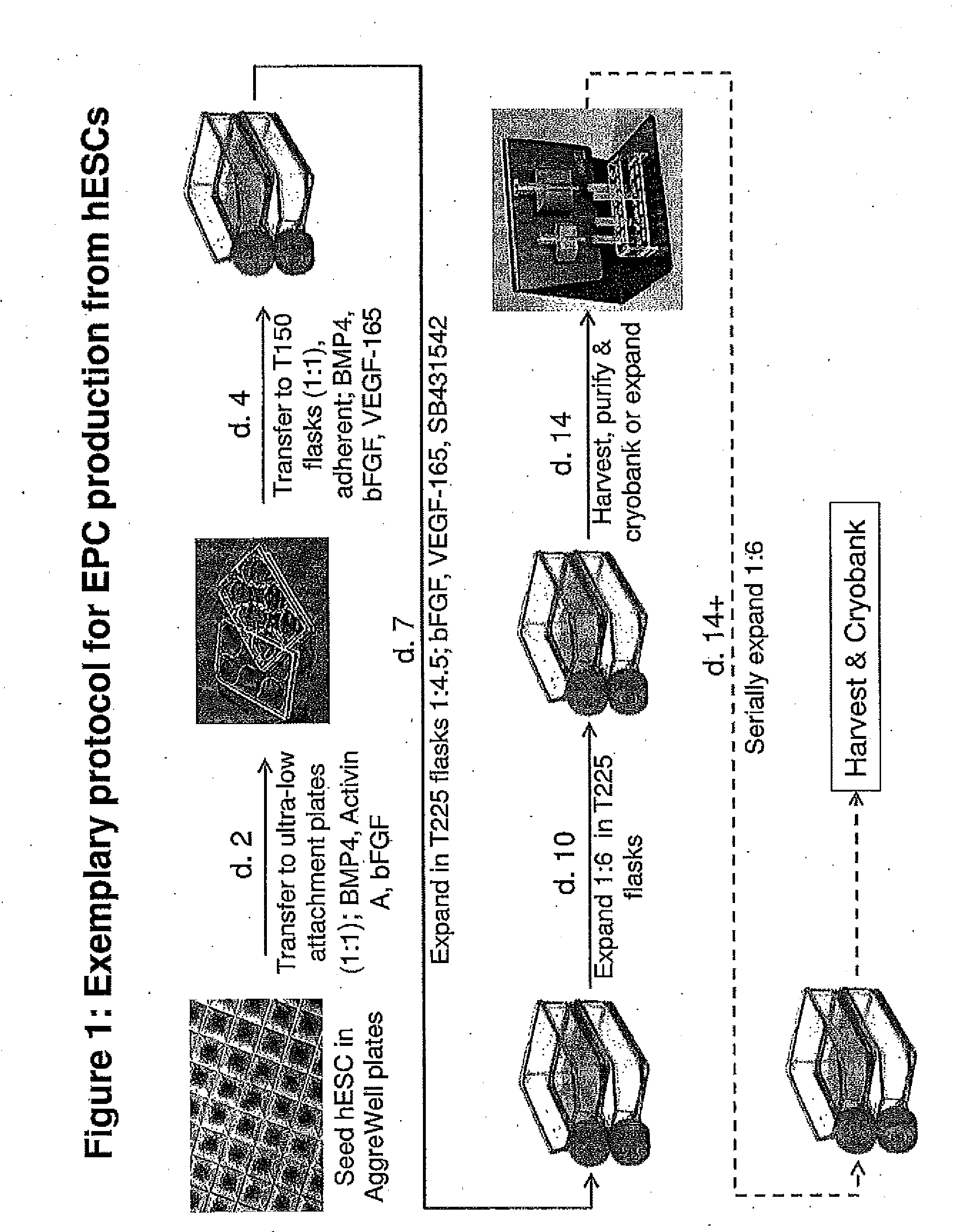 Methods and Compositions for Producing Endothelial Progenitor Cells from Pluripotent Stem Cells