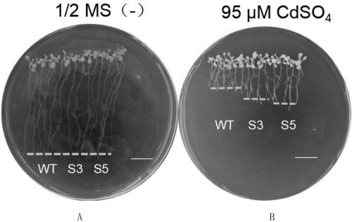 Application of arabidopsis microRNA400 in regulating and controlling cadmium resistance of plants