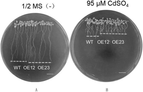 Application of arabidopsis microRNA400 in regulating and controlling cadmium resistance of plants