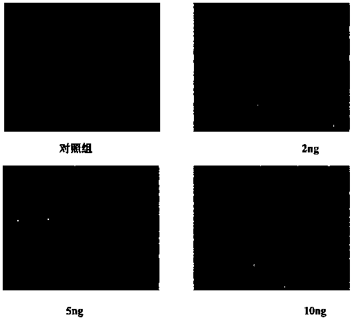 Porcine mesenchymal stem cell culture solution and preparation method thereof