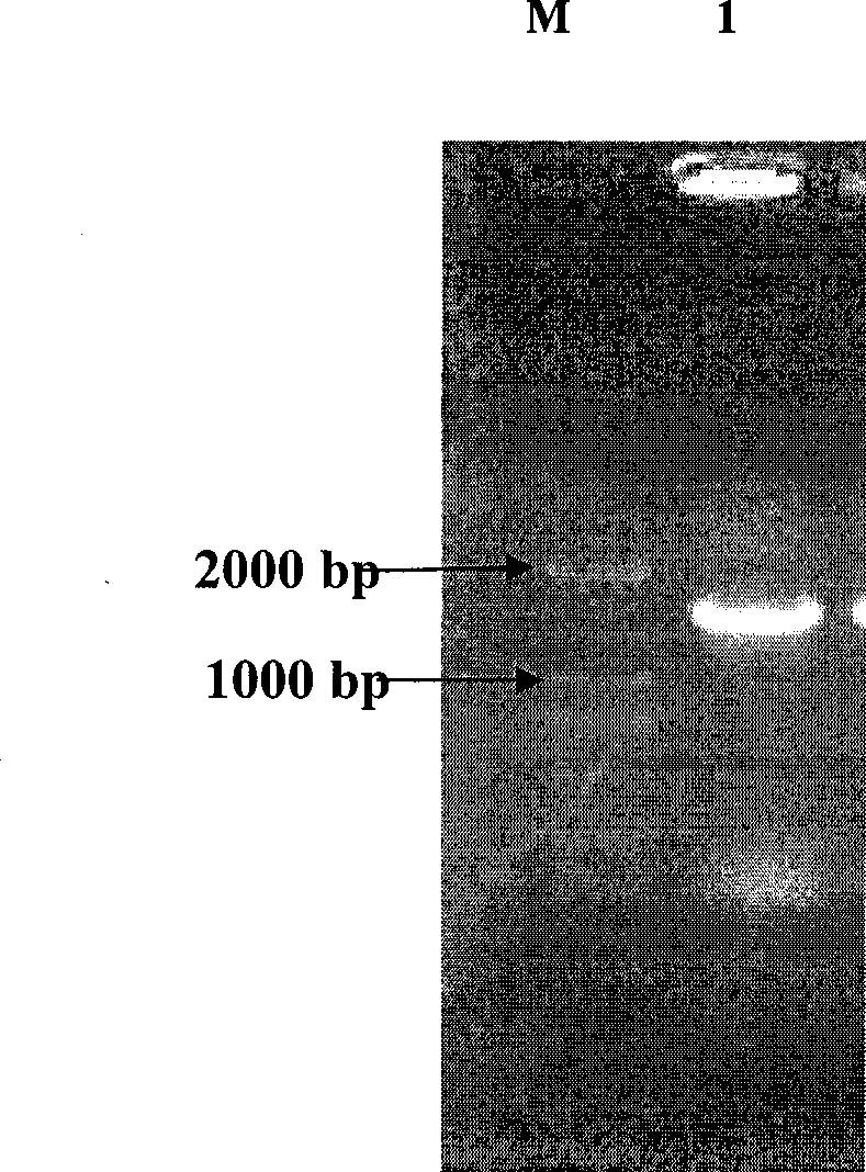 Leymus chinensis fructan hydrolases, and encoding genes and use thereof