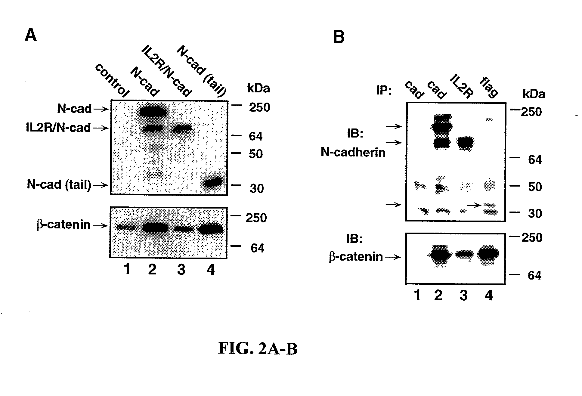 Methods and therapeutic compositions for treating cancer