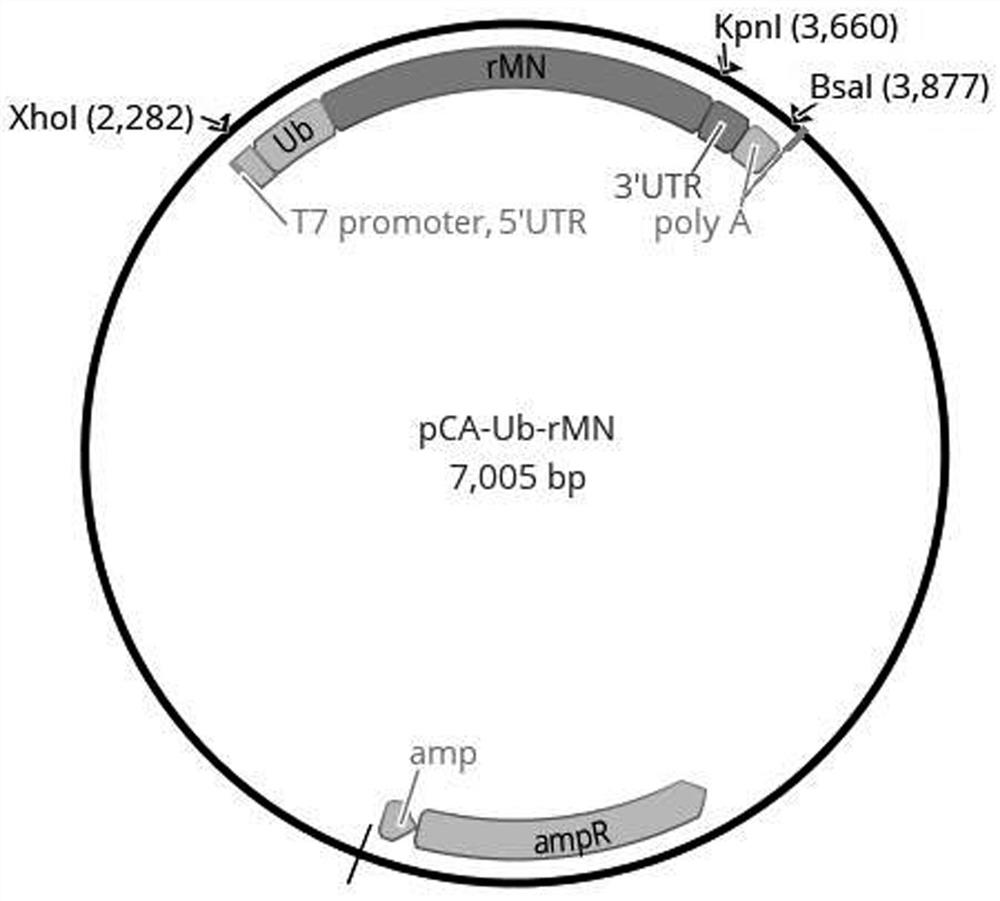 A new coronavirus mRNA vaccine targeting humoral and cellular immunity