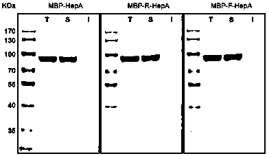 A connecting peptide and its application