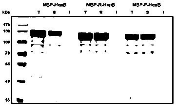 A connecting peptide and its application