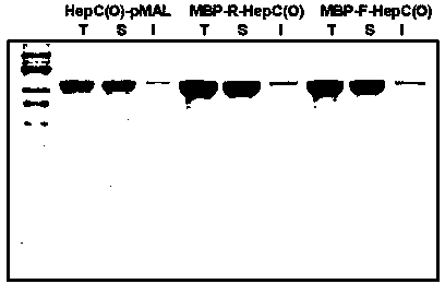 A connecting peptide and its application