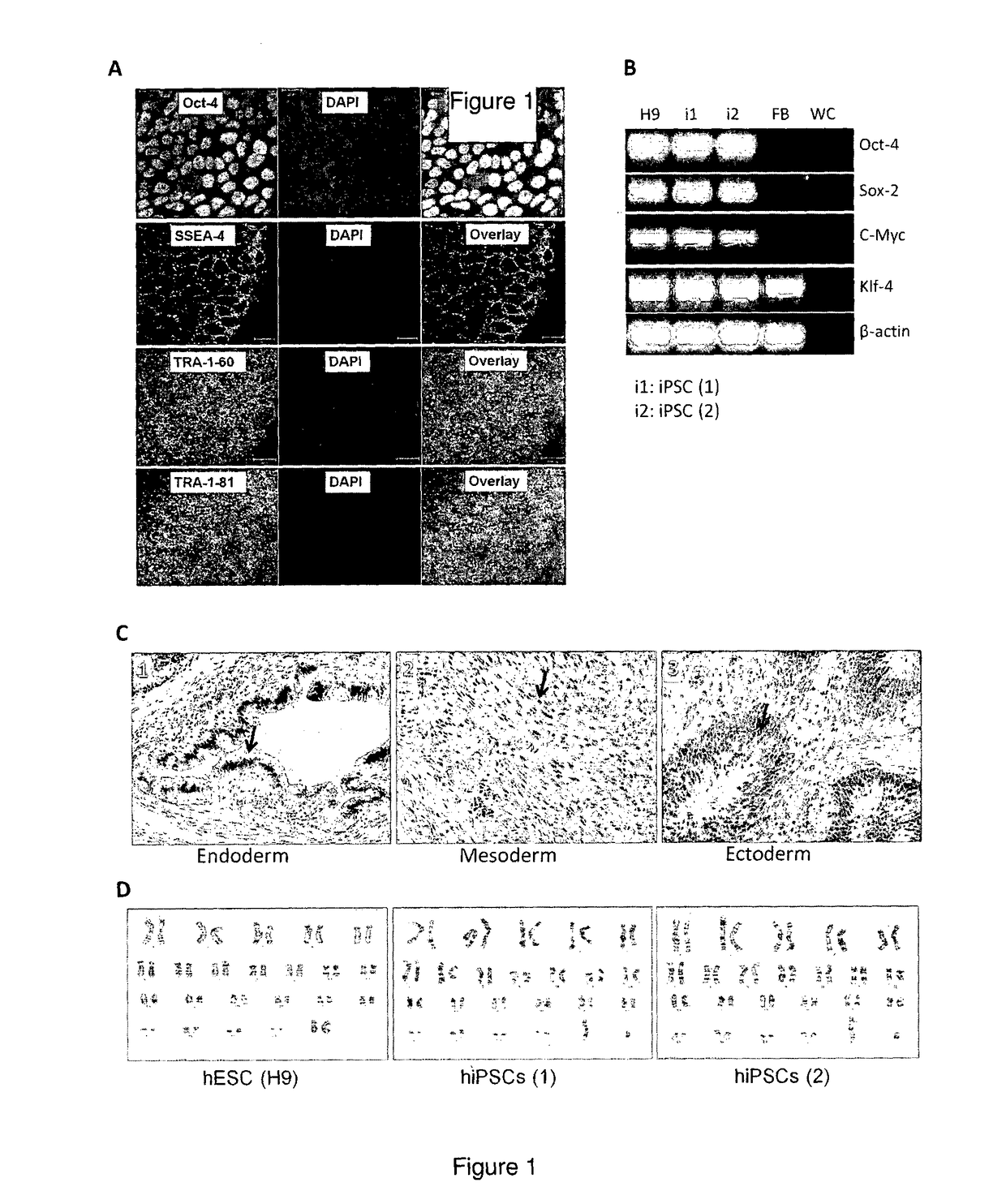 Method for preparing mesenchymal stem cell-like cells and cardiomyocyte-like cells