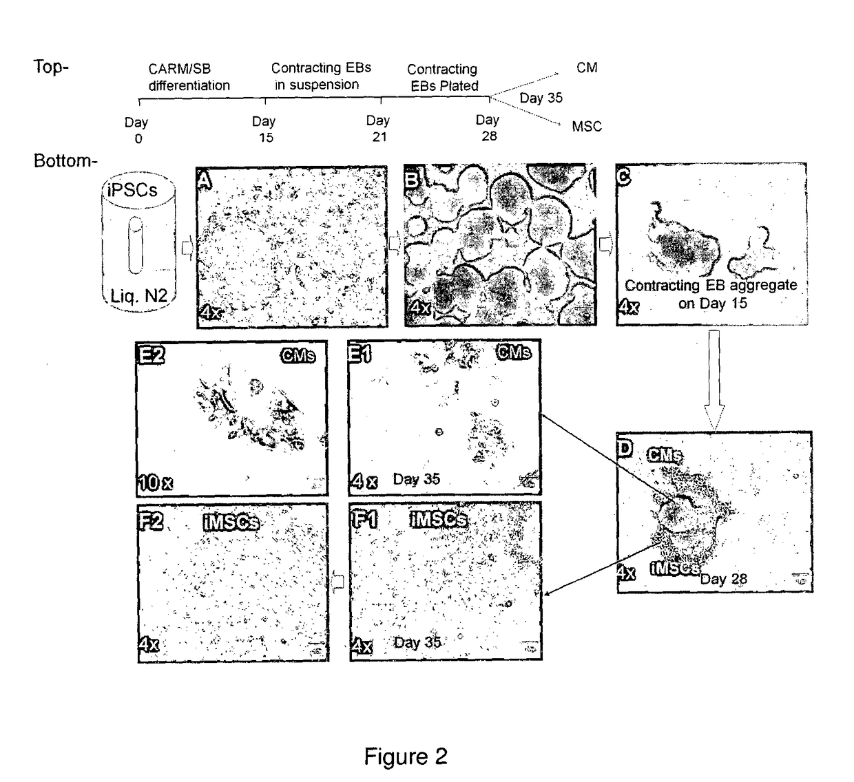 Method for preparing mesenchymal stem cell-like cells and cardiomyocyte-like cells