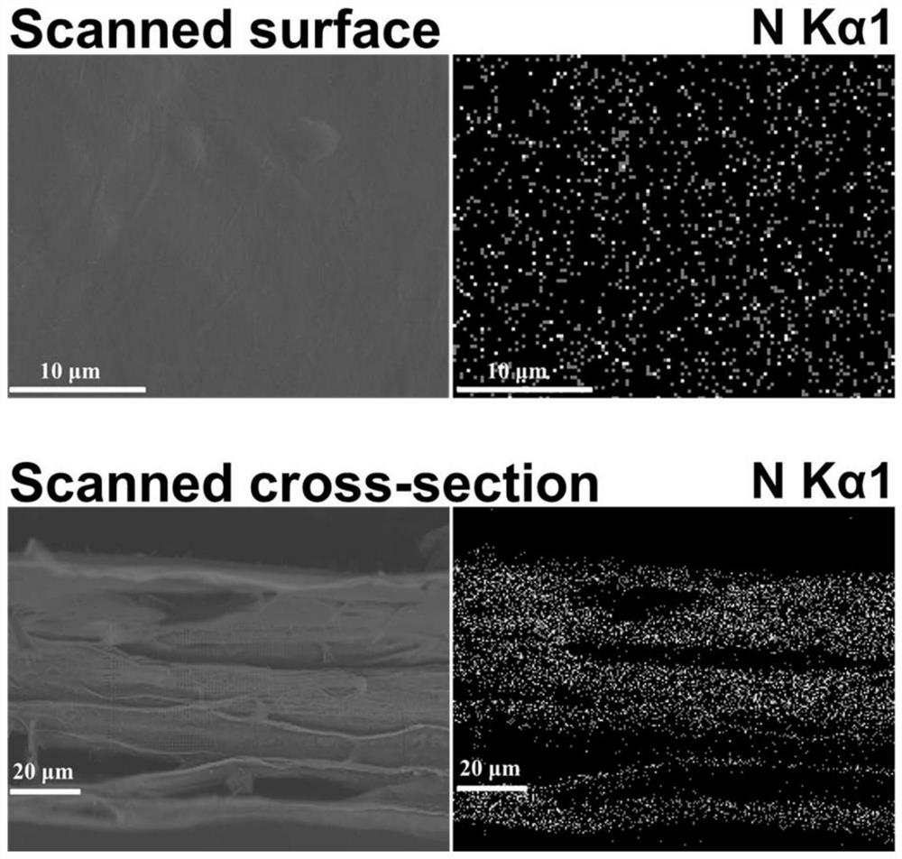A kind of amyloid nanocellulose composite film and its preparation method and application