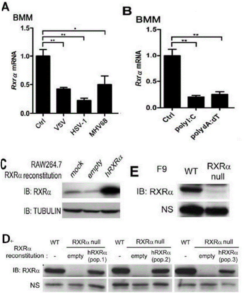 Application of RXR to construction of herpes simplex virus type-1 (HSV-1) tolerant model