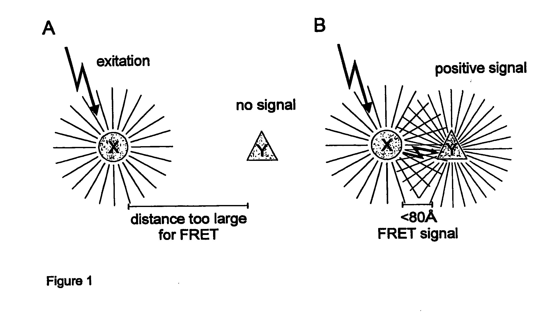 FRET probes and methods for detecting interacting molecules