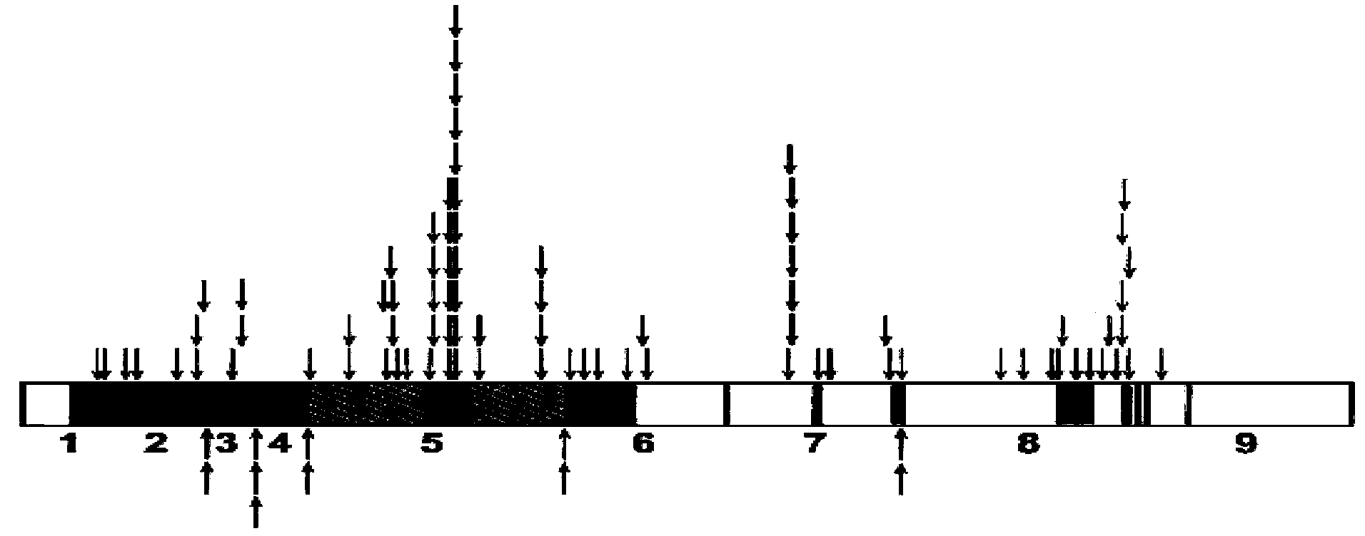 Rapid detection method of mutation of PTEN gene