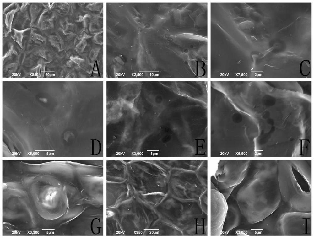 Isaria cateniannulata and application thereof