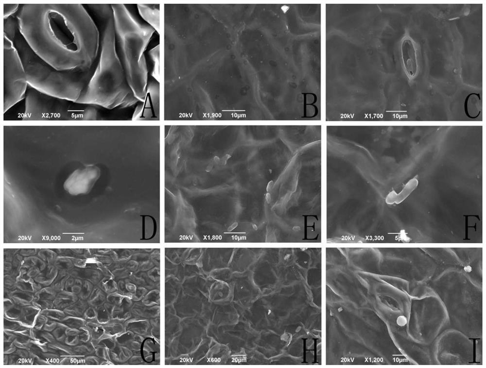 Isaria cateniannulata and application thereof