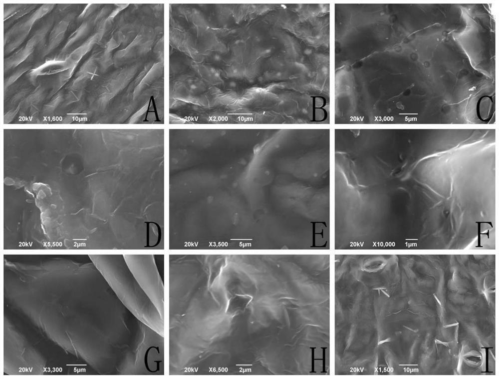 Isaria cateniannulata and application thereof