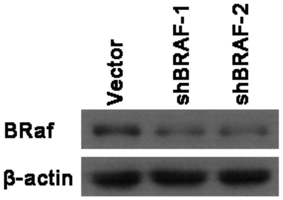 ShRNA sequence for targeted silencing of BRAF gene and application of shRNA sequence