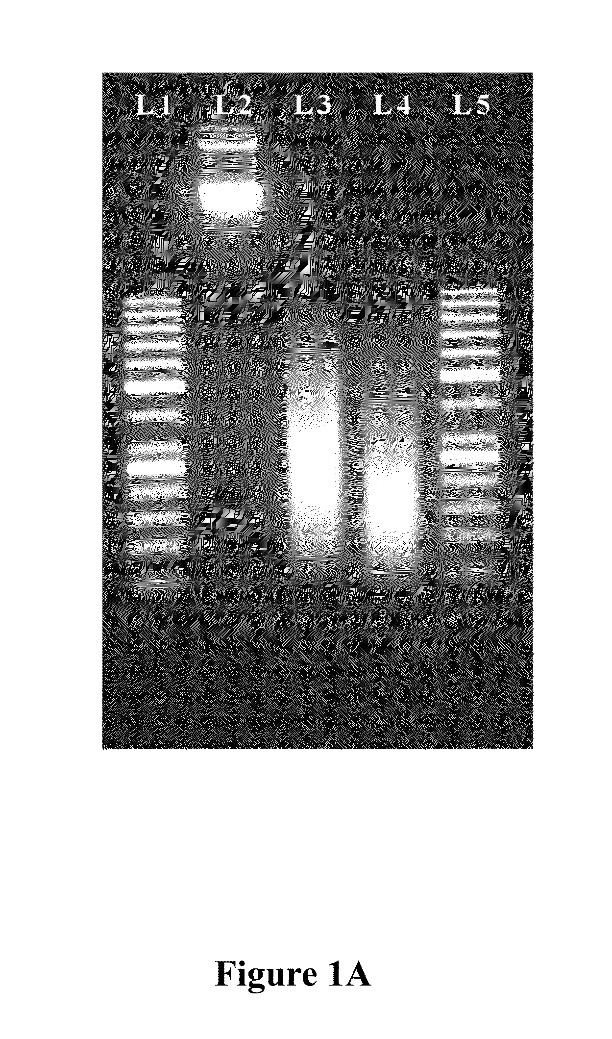 Methods and compositions for generating polynucleic acid fragments