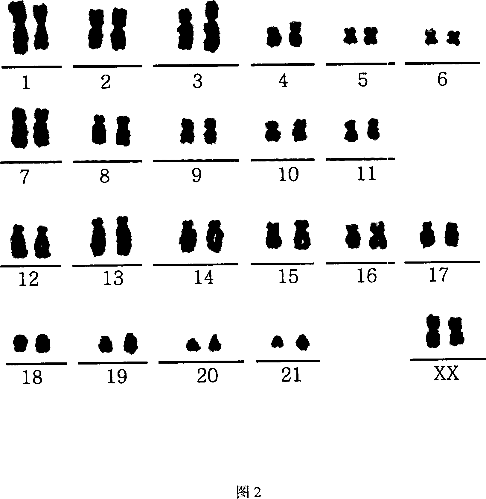 Embryonic stem cells of rabbit and constructing method thereof