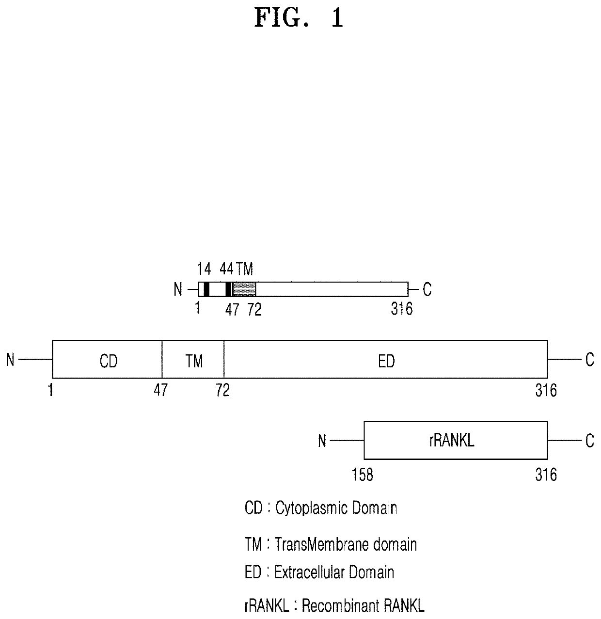 Mutant of rankl and pharmaceutical composition comprising same for preventing or treating osteoporosis