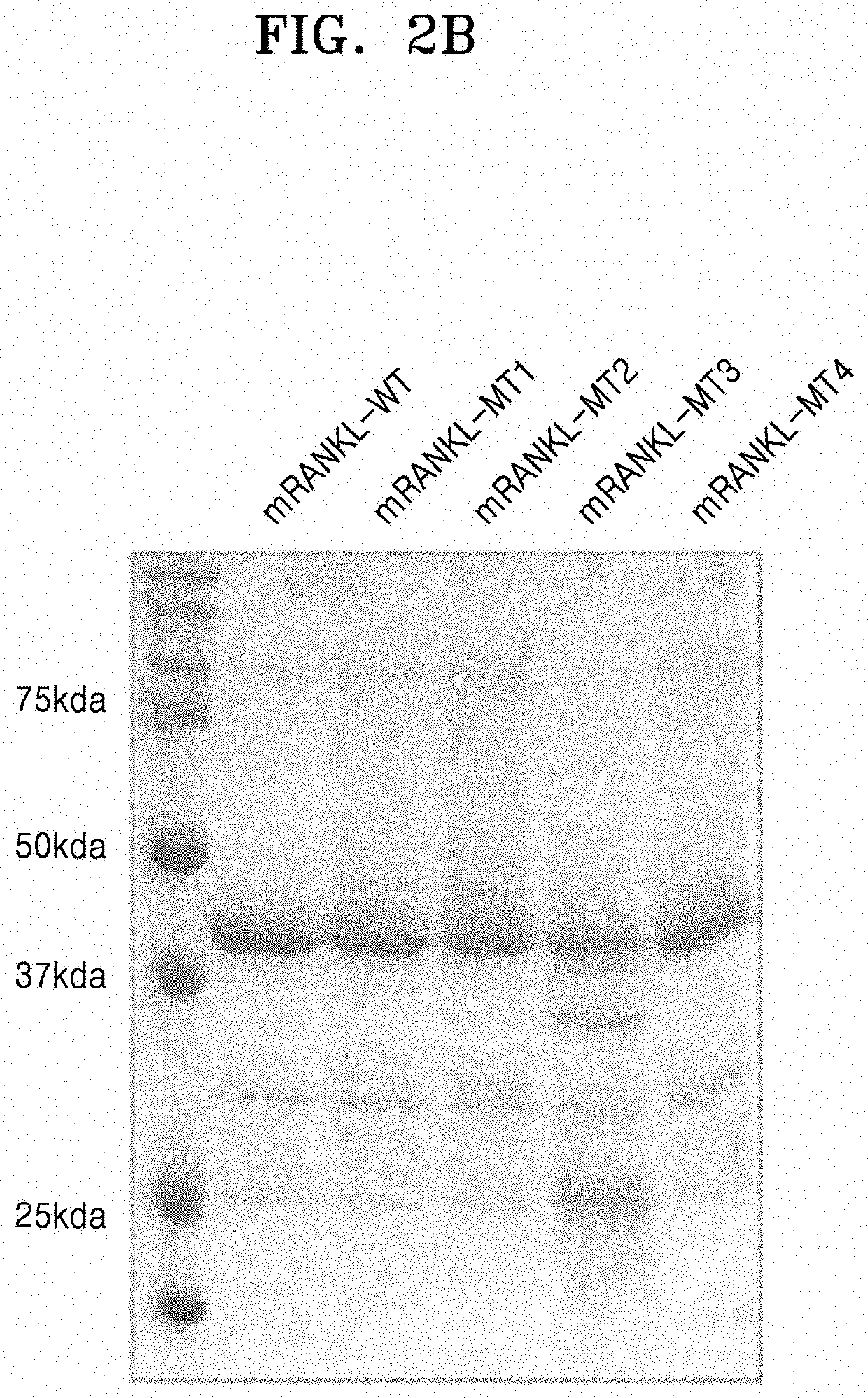 Mutant of rankl and pharmaceutical composition comprising same for preventing or treating osteoporosis