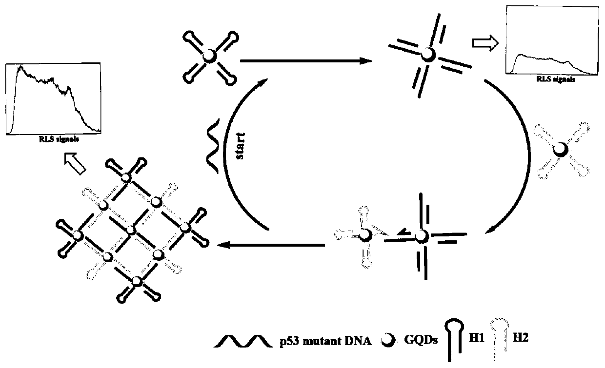 Method for quantified detection of mutation DNA through combination of resonant light scattering probe with CHA technique based on GQDs