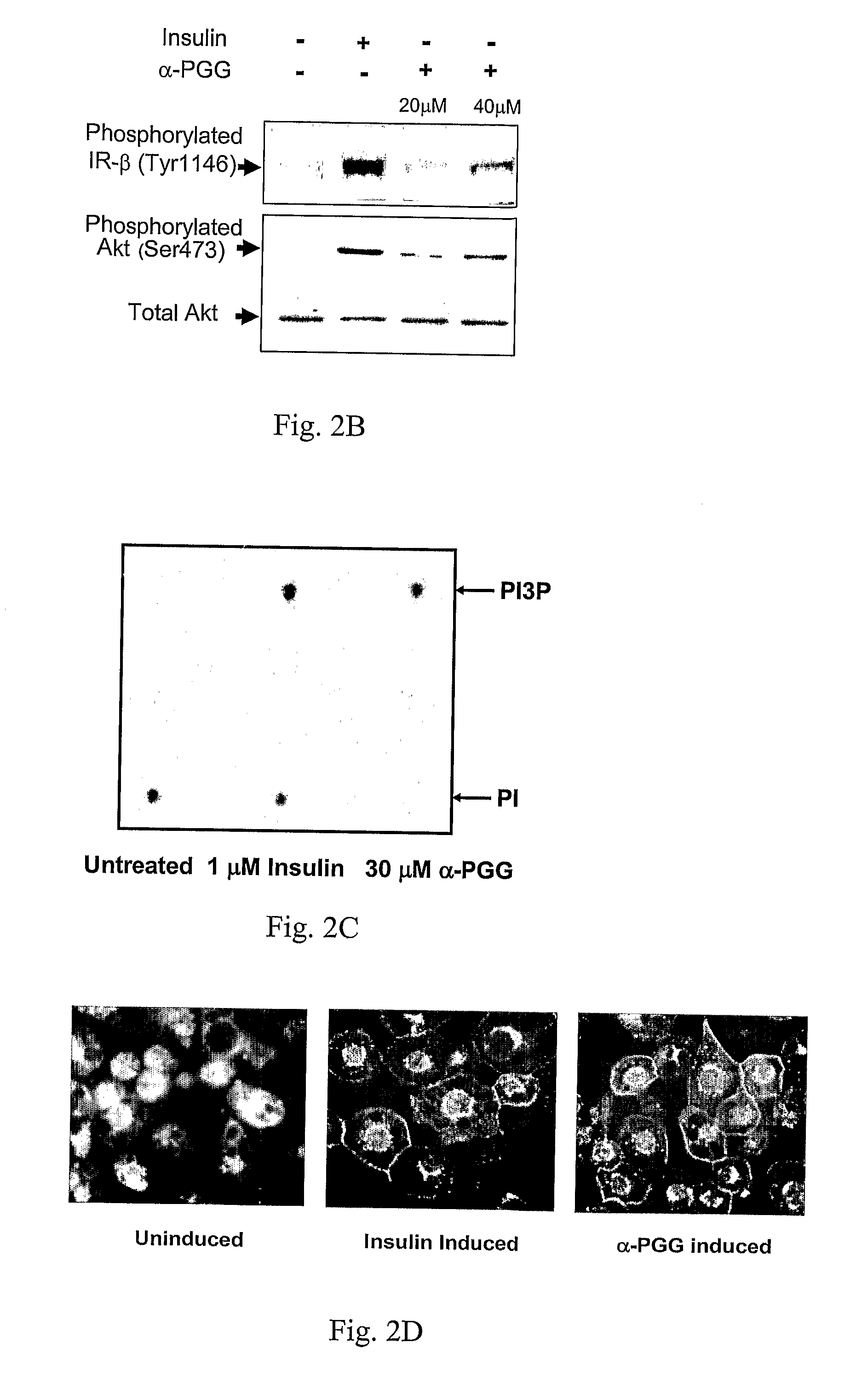 Methods and systems for identifying insulin mimetics