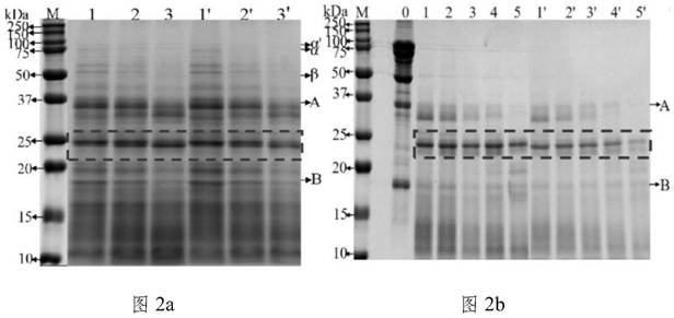 Method for detecting conglycinin sensitization peptide fragment and eliminating conglycinin sensitization