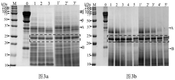 Method for detecting conglycinin sensitization peptide fragment and eliminating conglycinin sensitization