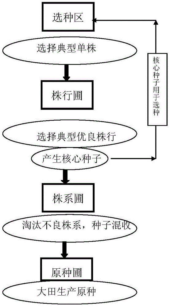 A kind of production method of core seed and original seed of flax thermosensitive male sterile line 1s