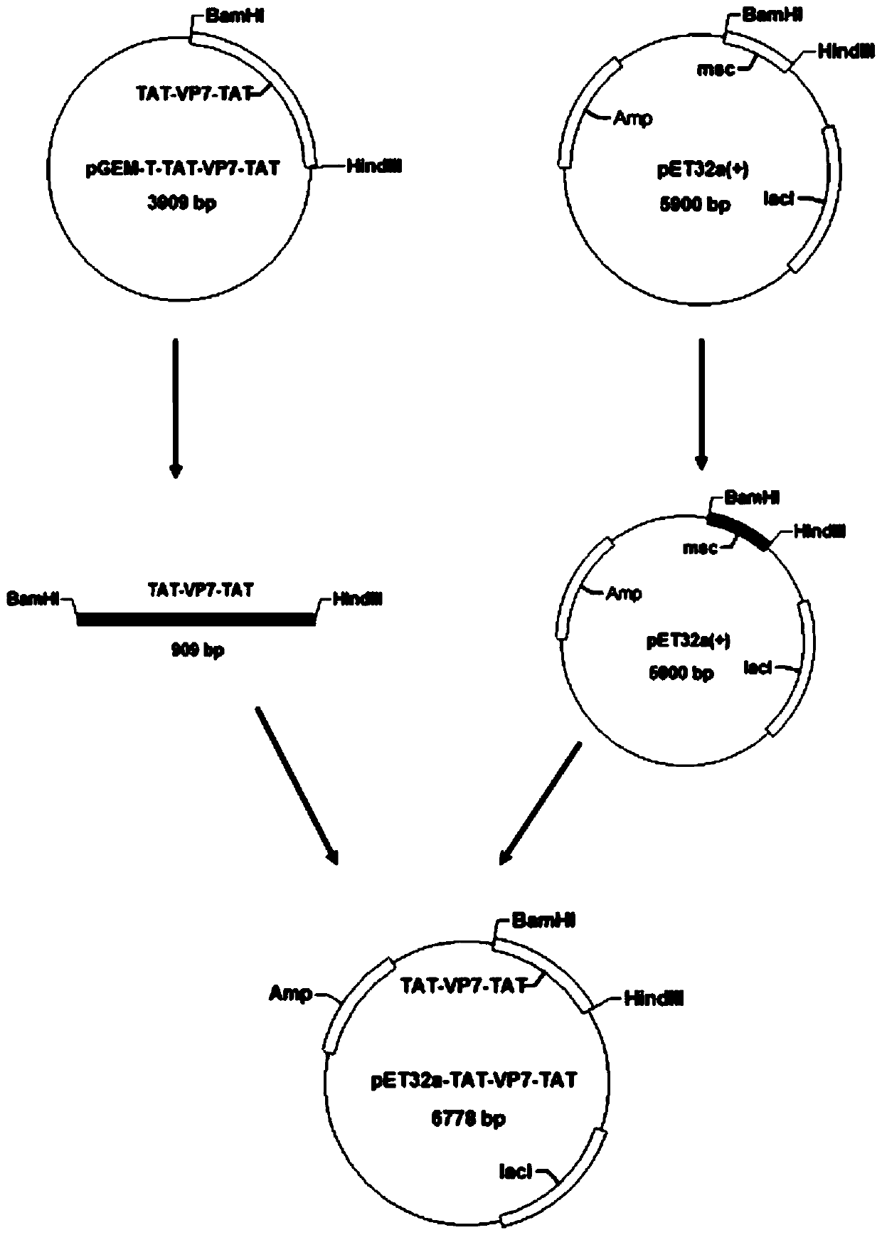 Anti-grass carp hemorrhagic disease virus engineering protein tat-vp7-tat and its preparation method and application