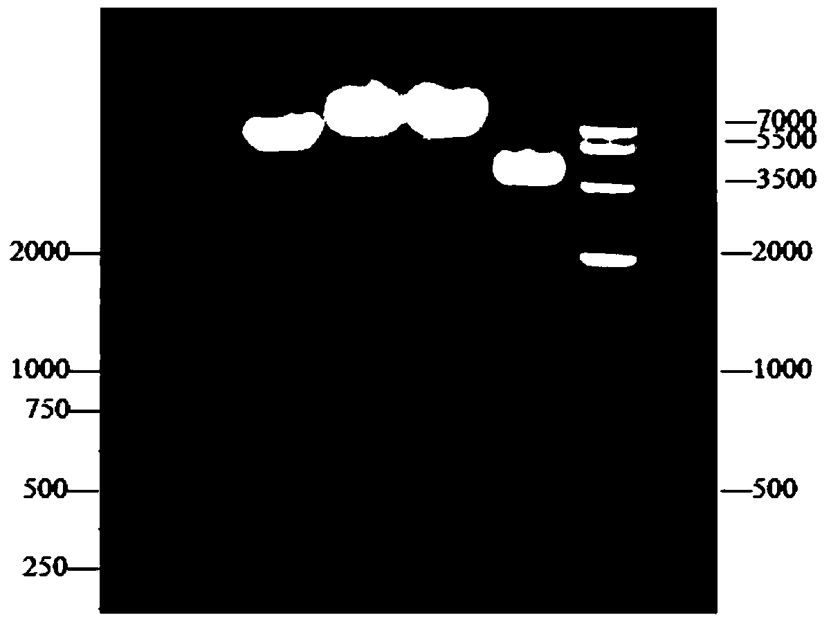 Anti-grass carp hemorrhagic disease virus engineering protein tat-vp7-tat and its preparation method and application