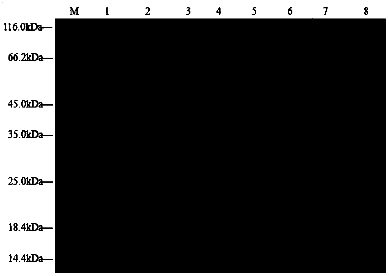 Anti-grass carp hemorrhagic disease virus engineering protein tat-vp7-tat and its preparation method and application