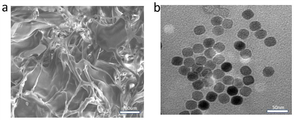 Radiotherapy protective agent as well as preparation method and application thereof