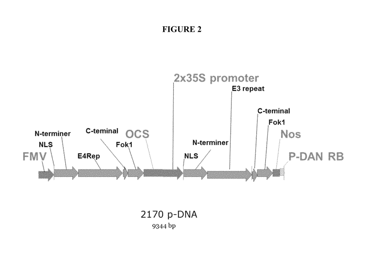 TAL-mediated transfer DNA insertion
