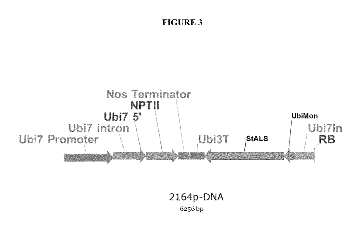 TAL-mediated transfer DNA insertion