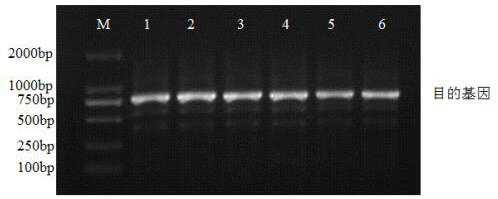 Single-chain antibody of target EGFR dimerized interface and application of antibody