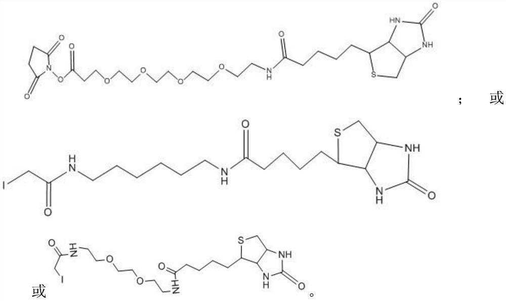 Long-arm activated biotin molecular marker antigen as well as preparation method and application thereof