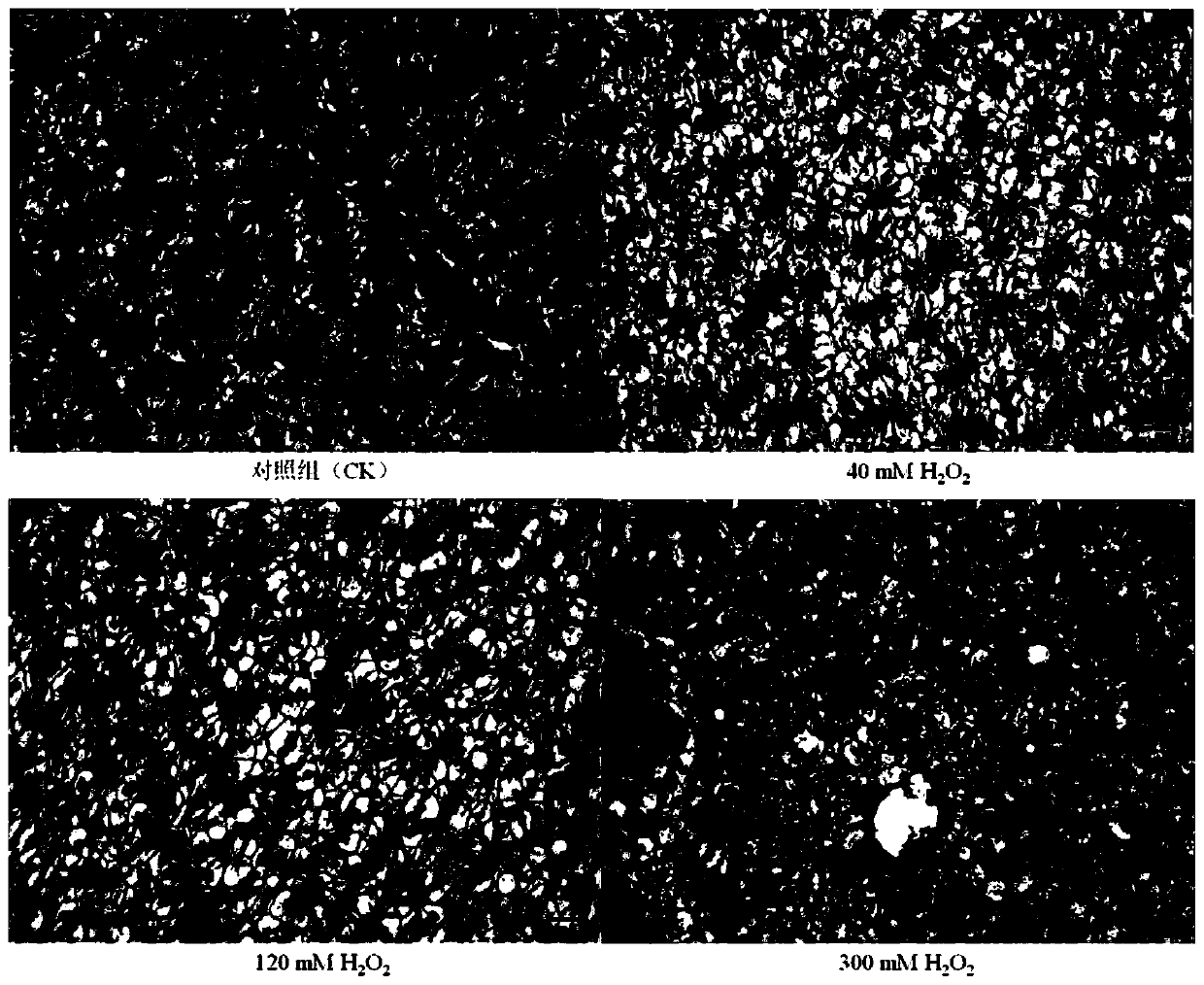 Tilapia oxidative stress liver injury model and construction method and application thereof