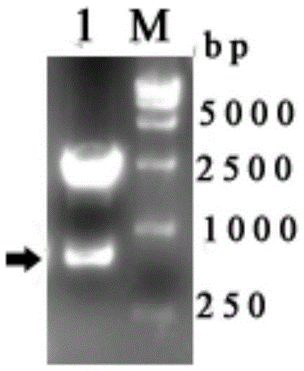 Duck herpesvirus type 1 ul7 truncated recombinant protein and its preparation method and application