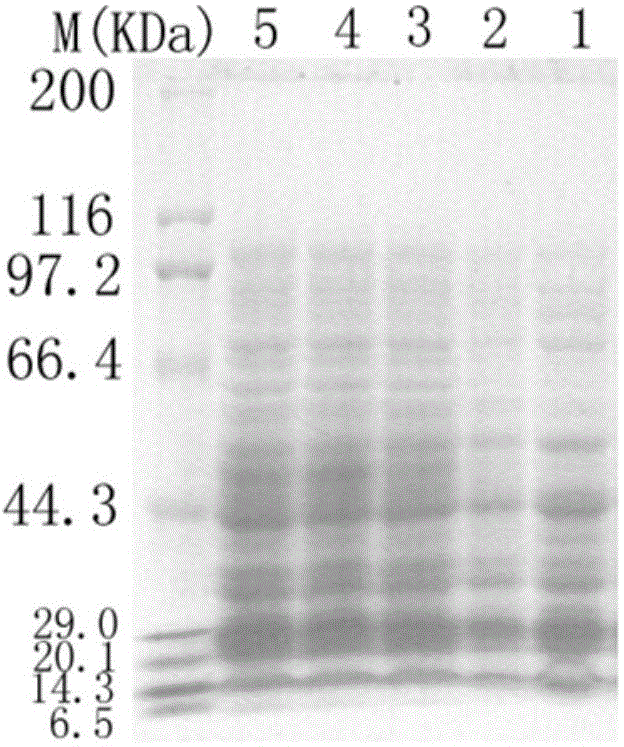 A genetically engineered bacterium for synthesizing resveratrol and a constructing method thereof