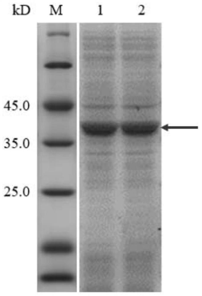 Dehalogenase HldD1, encoding gene thereof and application of dehalogenase HldD1