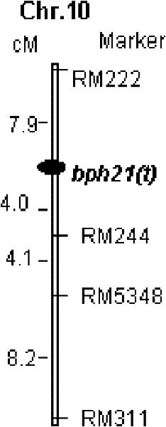 SSR marker BYL8 of brown planthopper resistant genetic locus bph20(t)