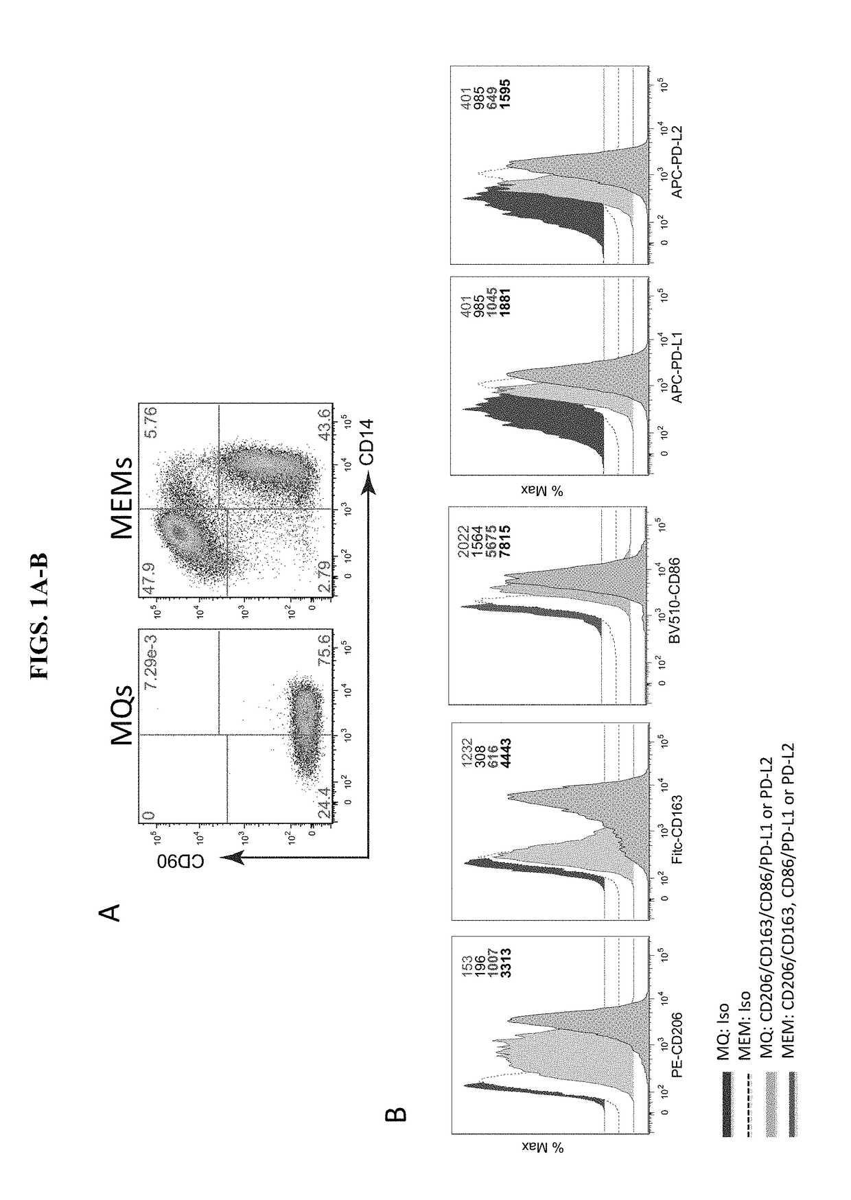 Use of mesenchymal stem cell-educated macrophages to treat and prevent graft versus host disease and radiation-induced injury