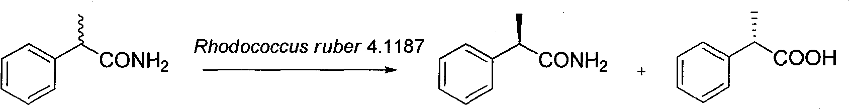 Method for catalytically preparing optically pure (S)-(+)-2-phenylpropionic acid with Rhodococcus ruber 4.1187