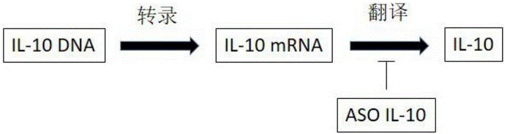 Antisense oligodeoxynucleotide and application thereof