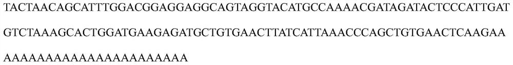 Scylla paramamosain biomarker CYP2 gene and application of scylla paramamosain biomarker CYP2 gene in preparation of pathological detection reagent